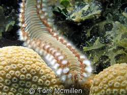 Brissel Worm Caymen Islands. by Tom Mcmillen 
